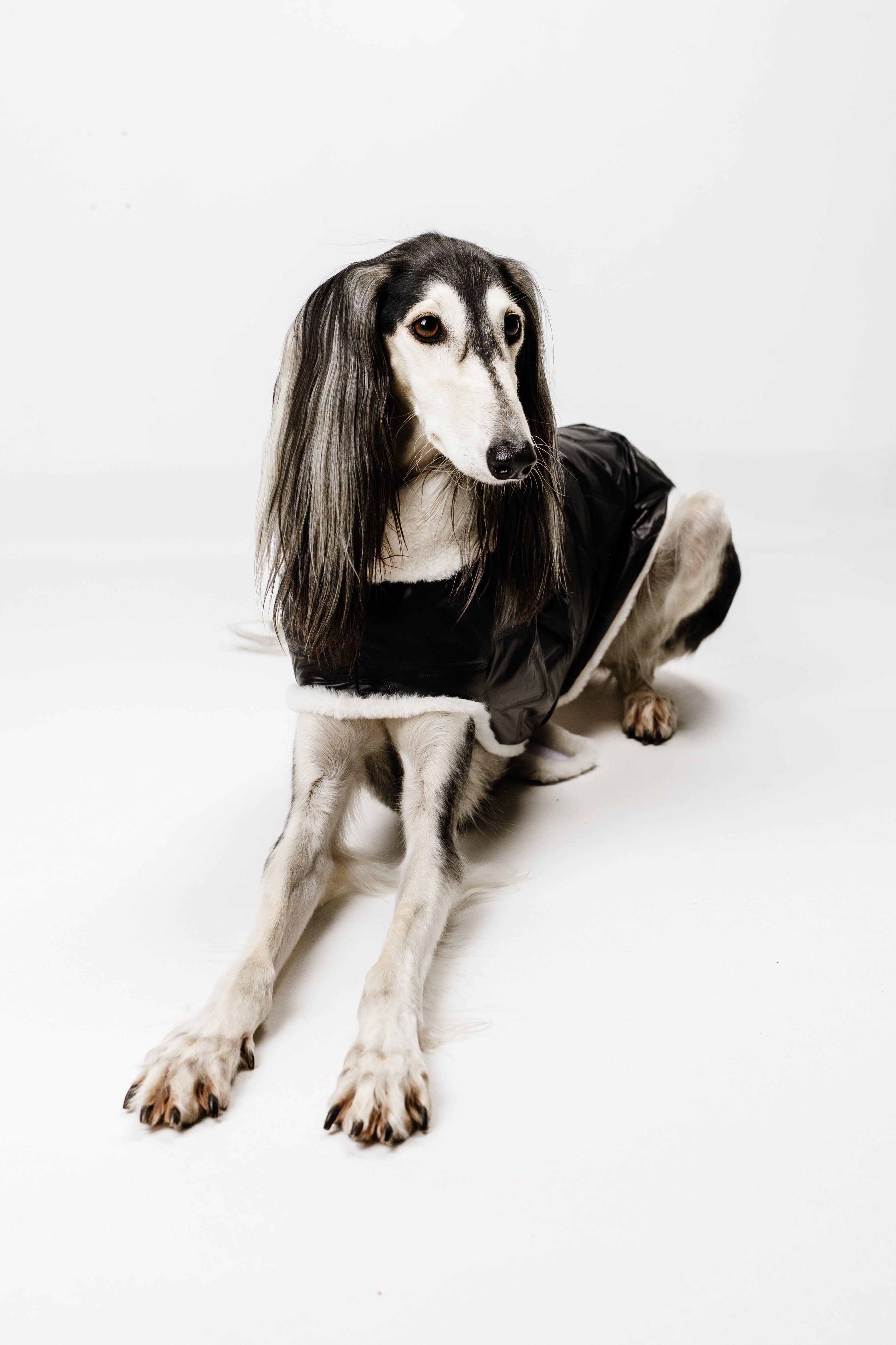 L - Monché bundica za kužka