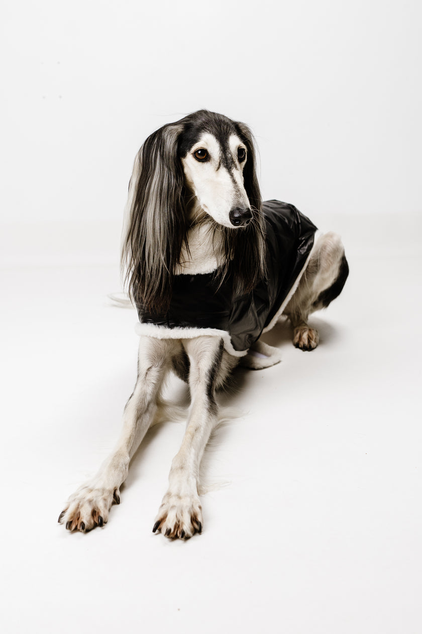 L - Monché bundica za kužka