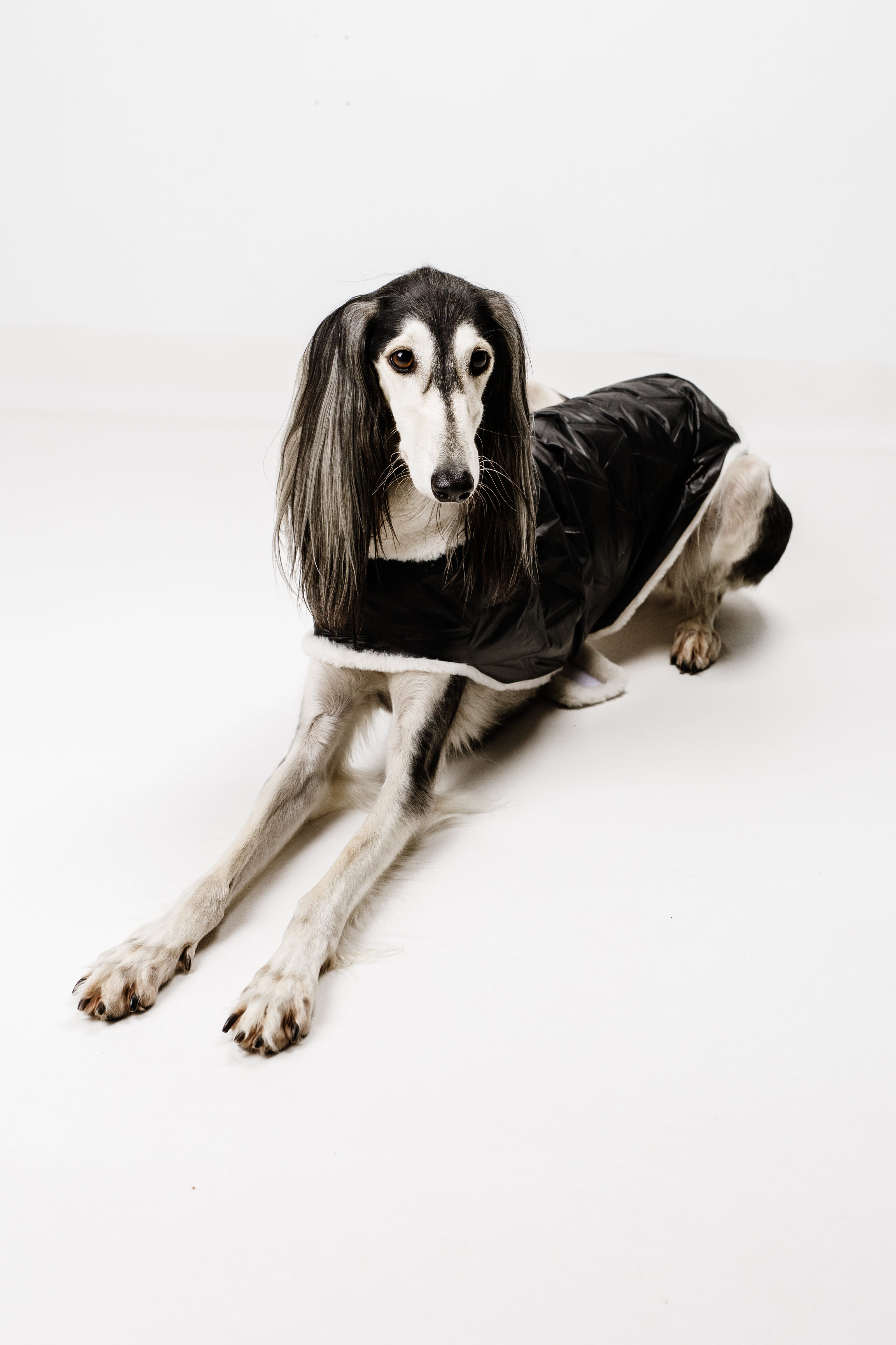 L - Monché bundica za kužka