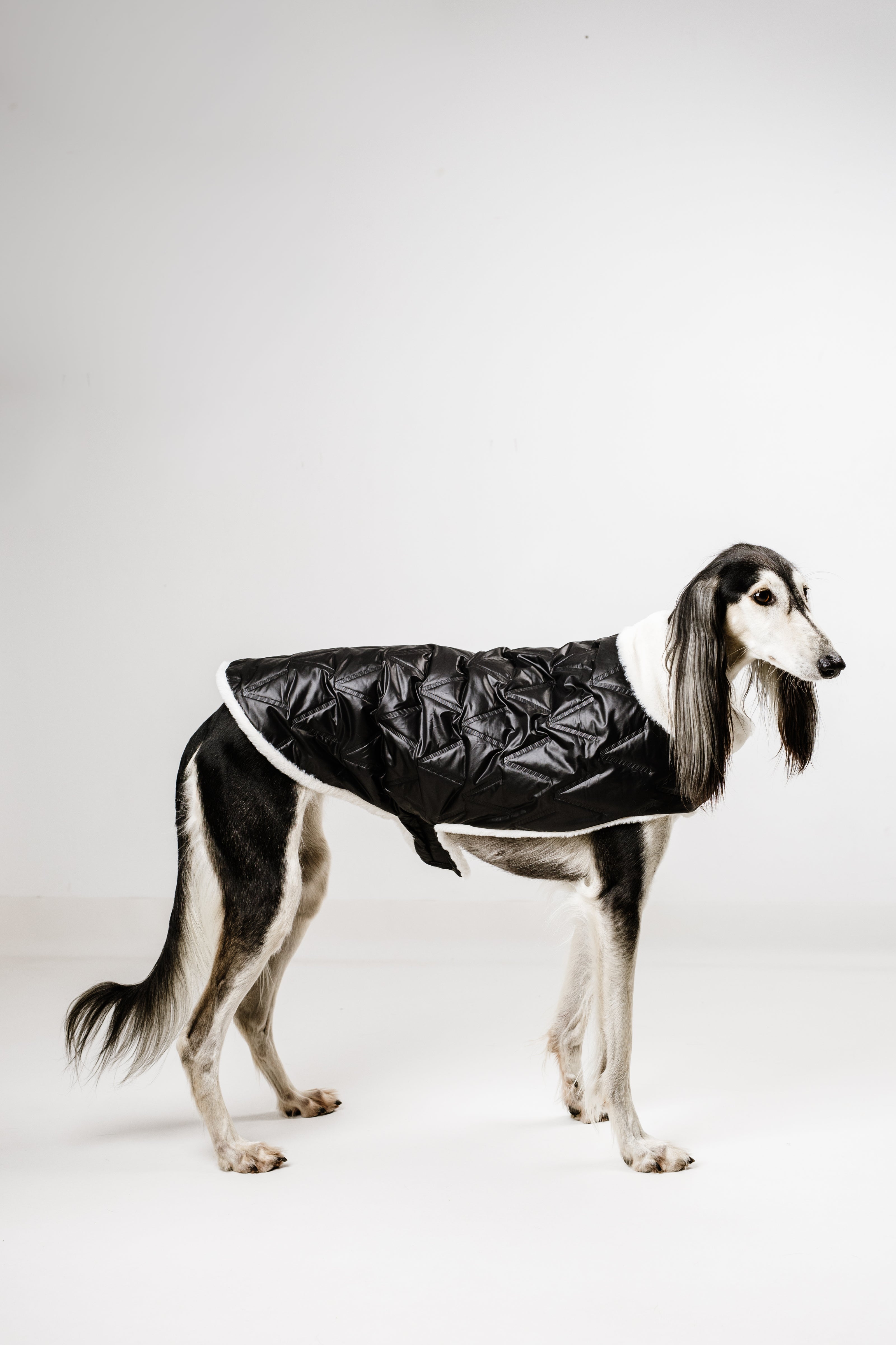 L - Monché bundica za kužka