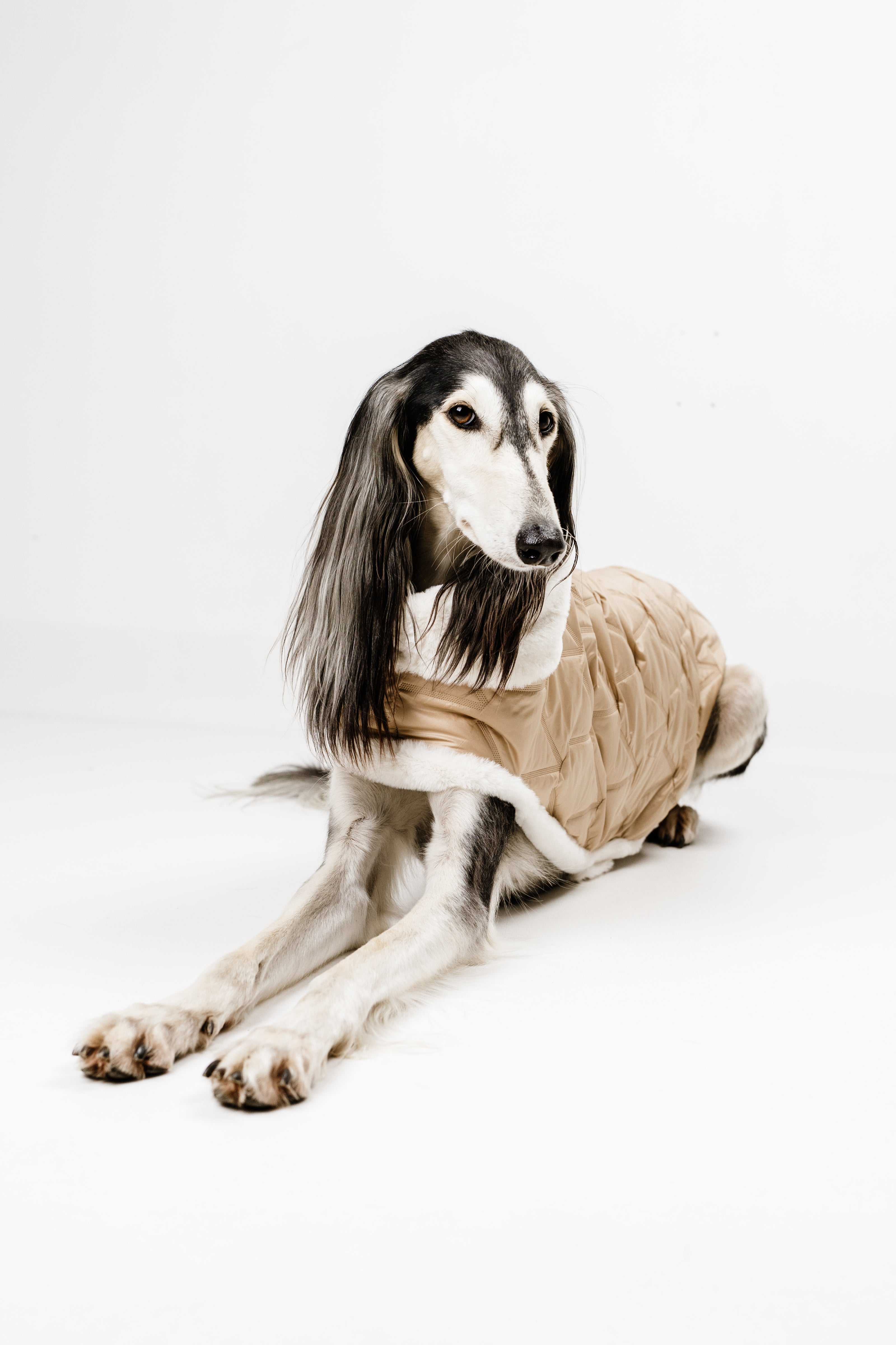 L - Monché bundica za kužka