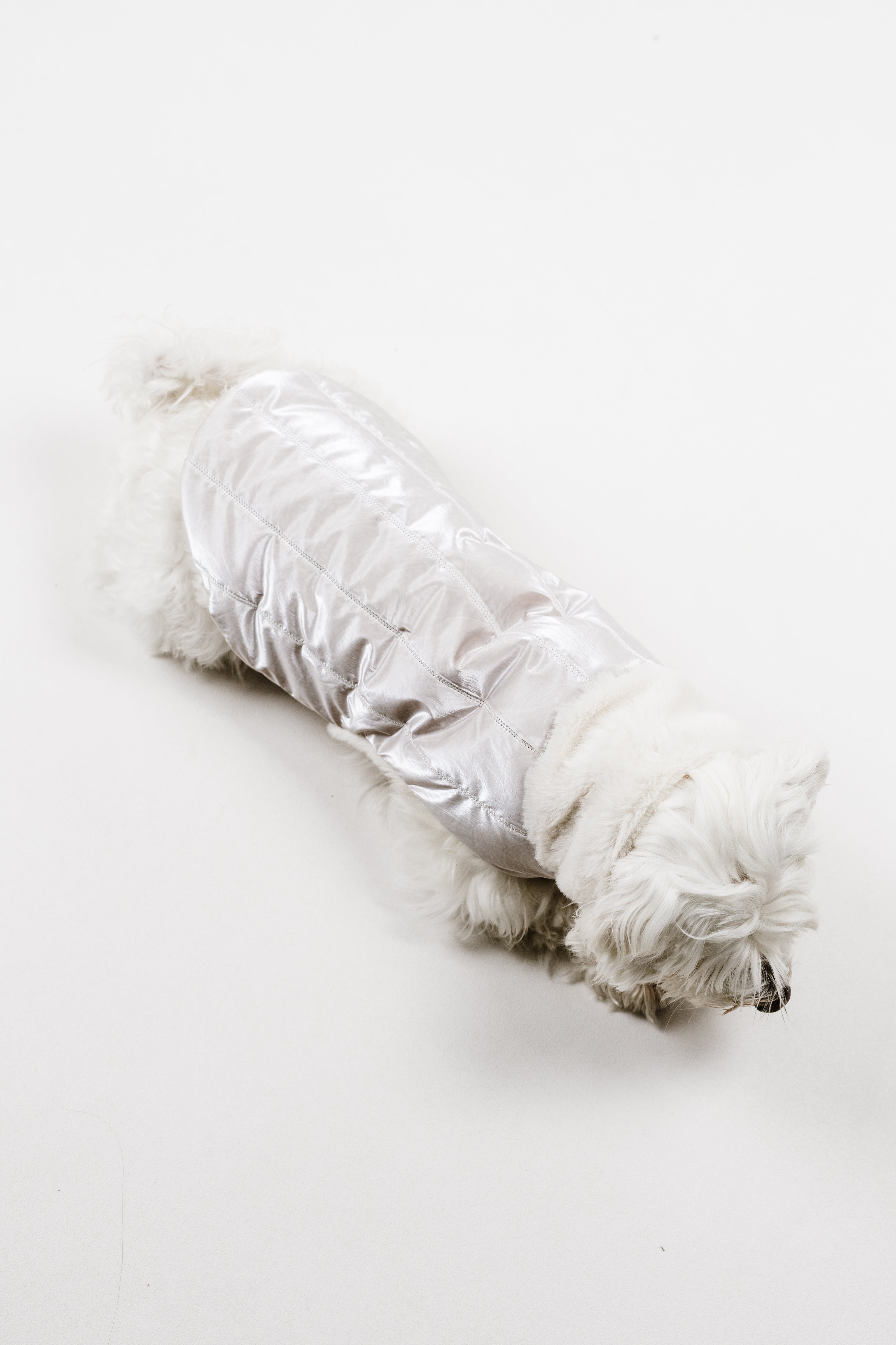 S - Monché bundica za kužka