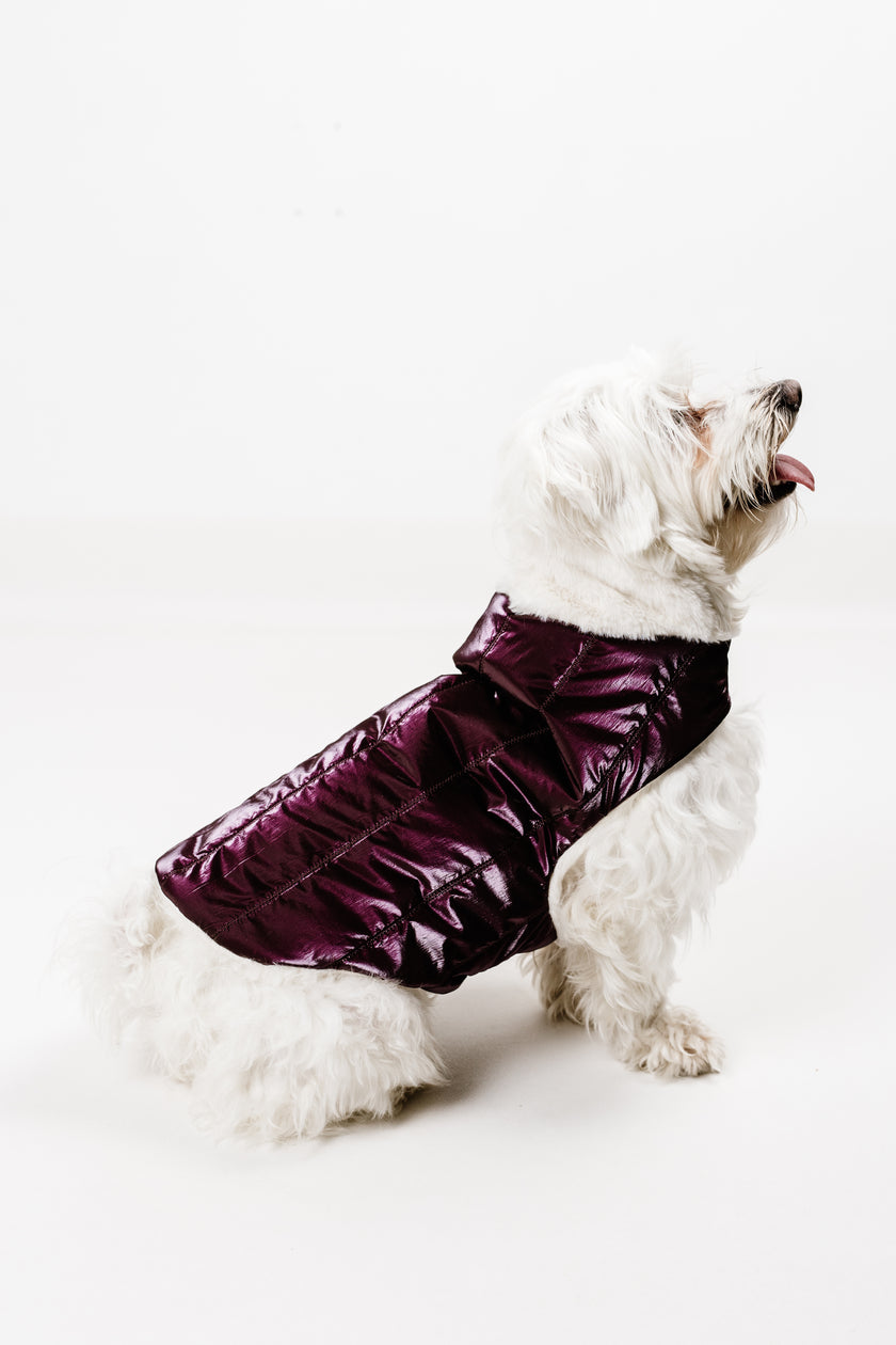 S - Monché bundica za kužka