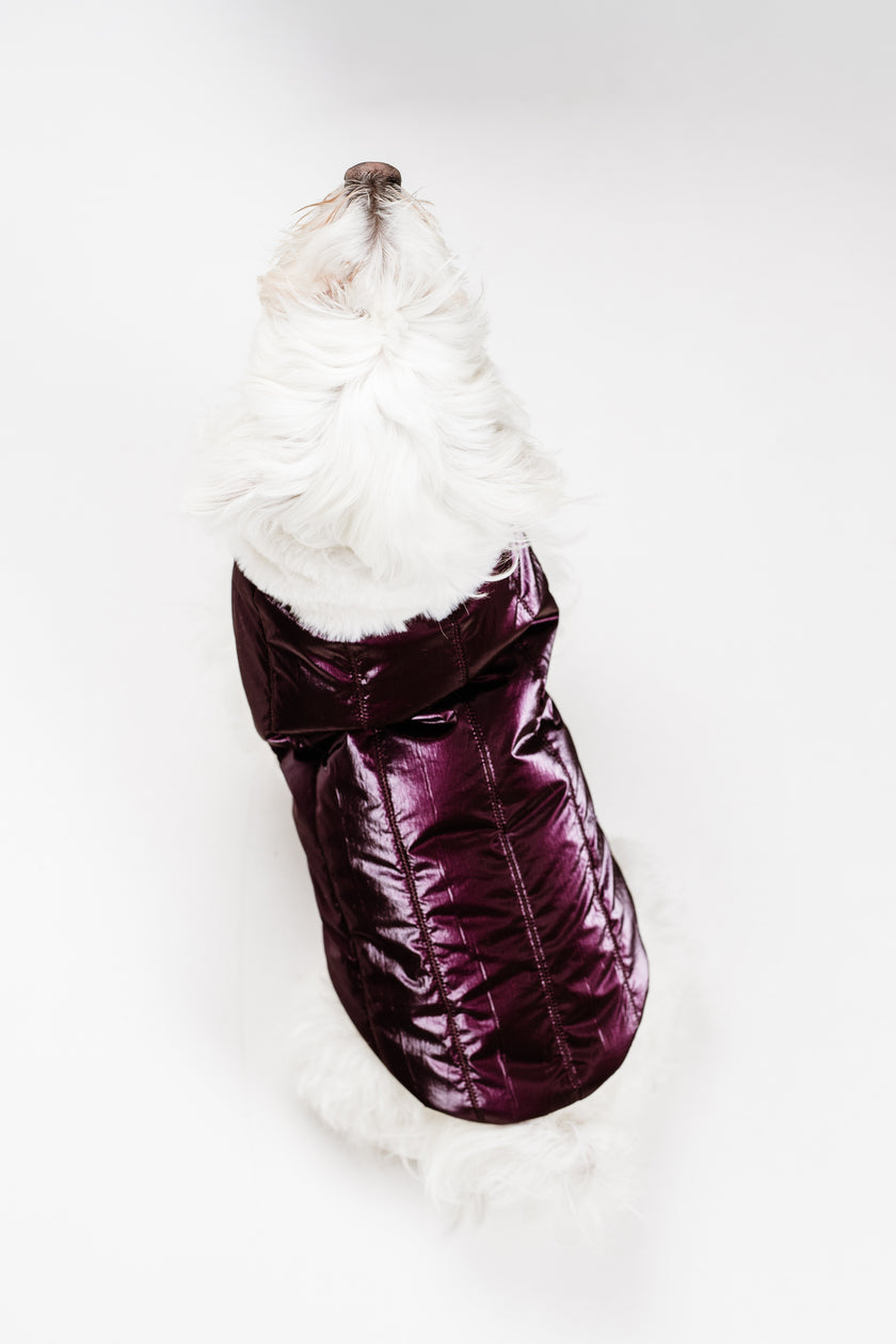 S - Monché bundica za kužka