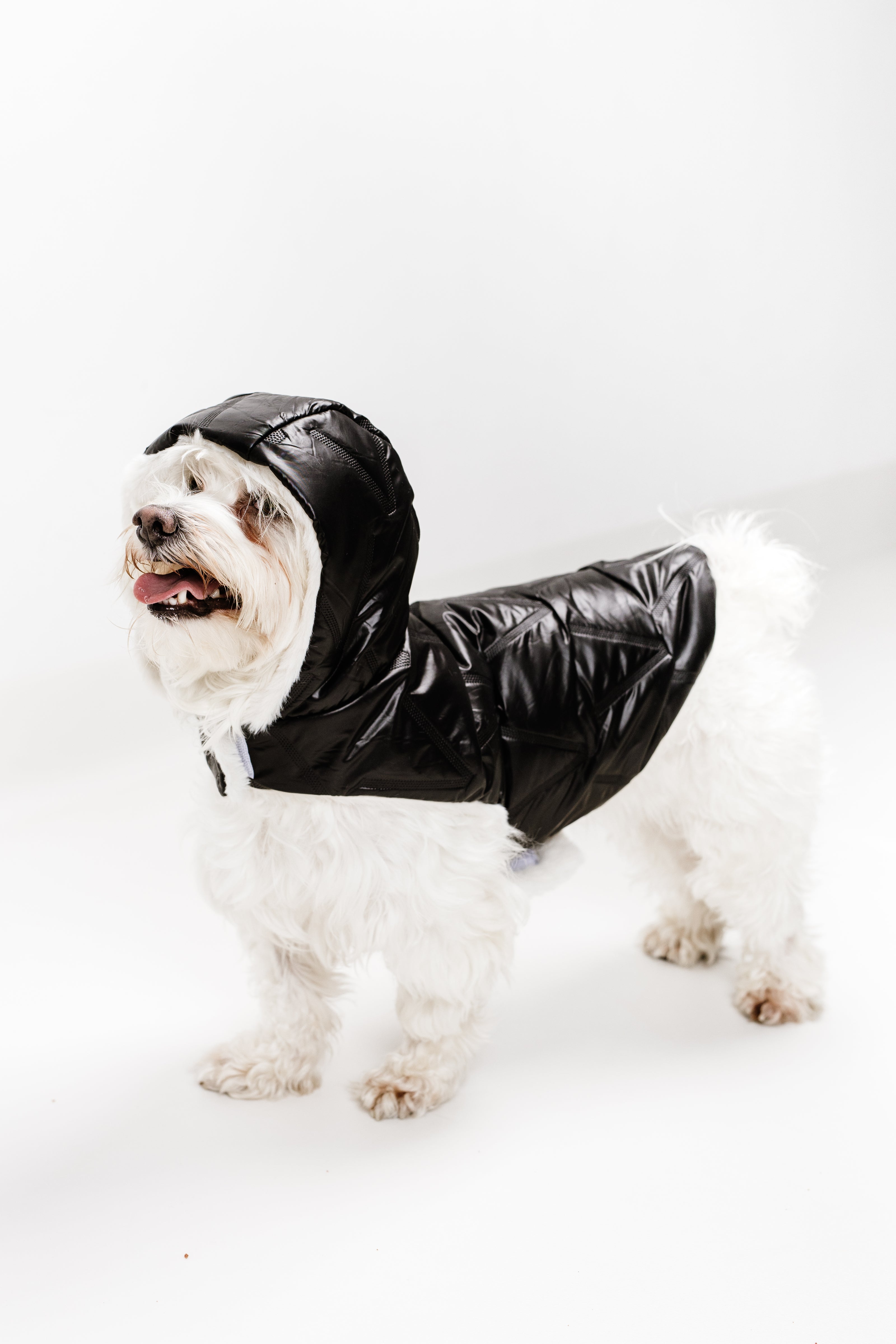 S - Monché bundica za kužka