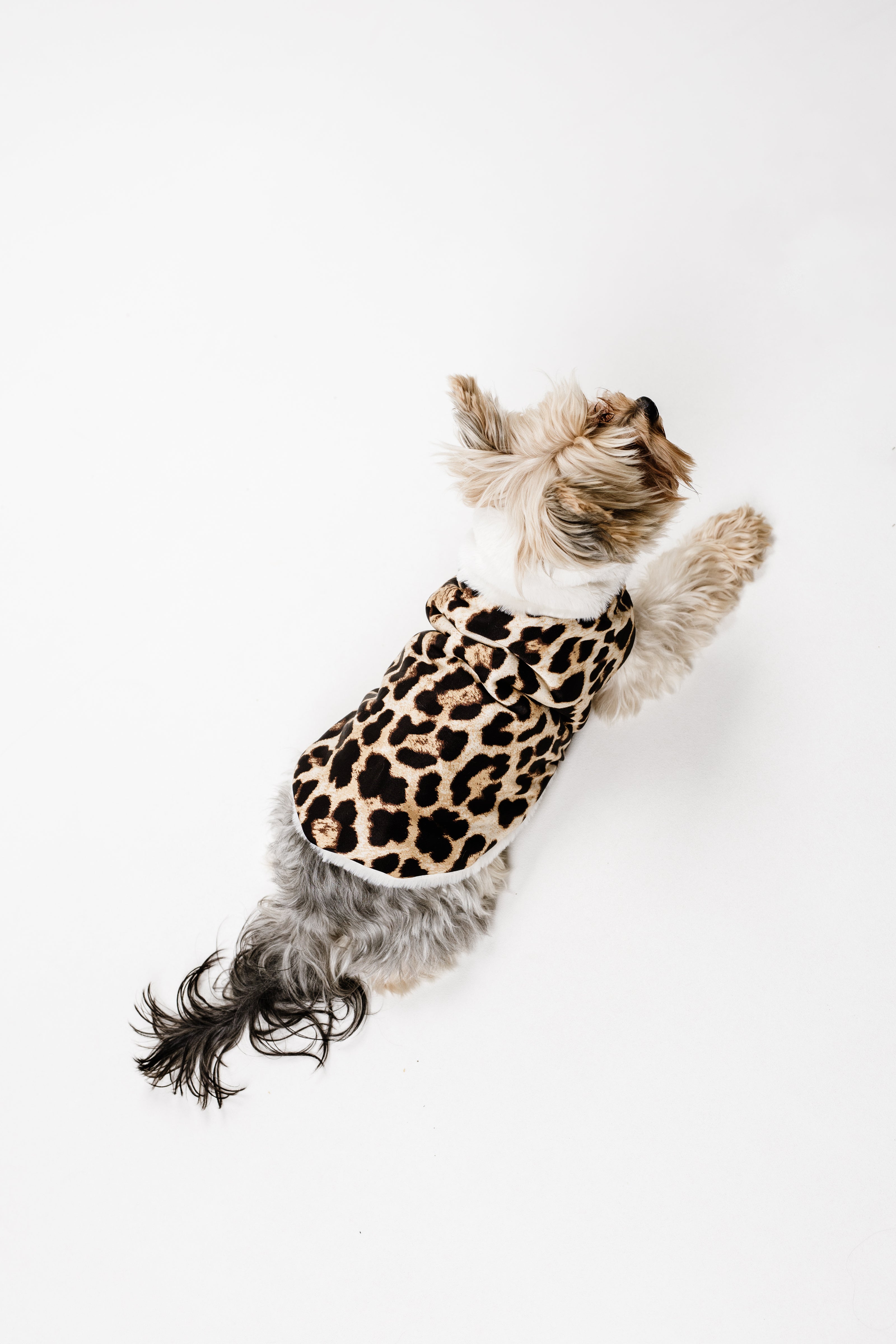 XS - Monché bundica za kužka