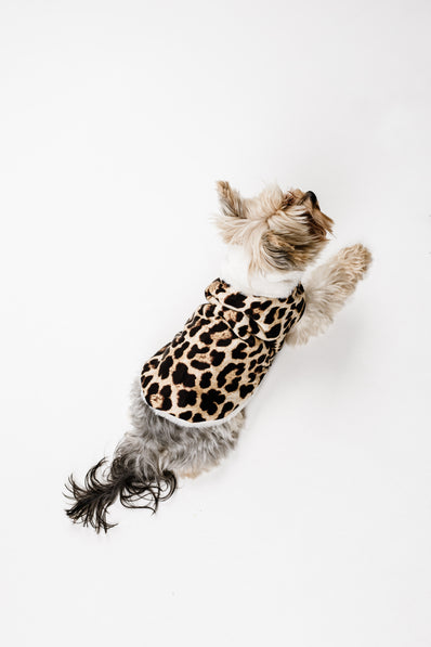 XS - Monché bundica za kužka