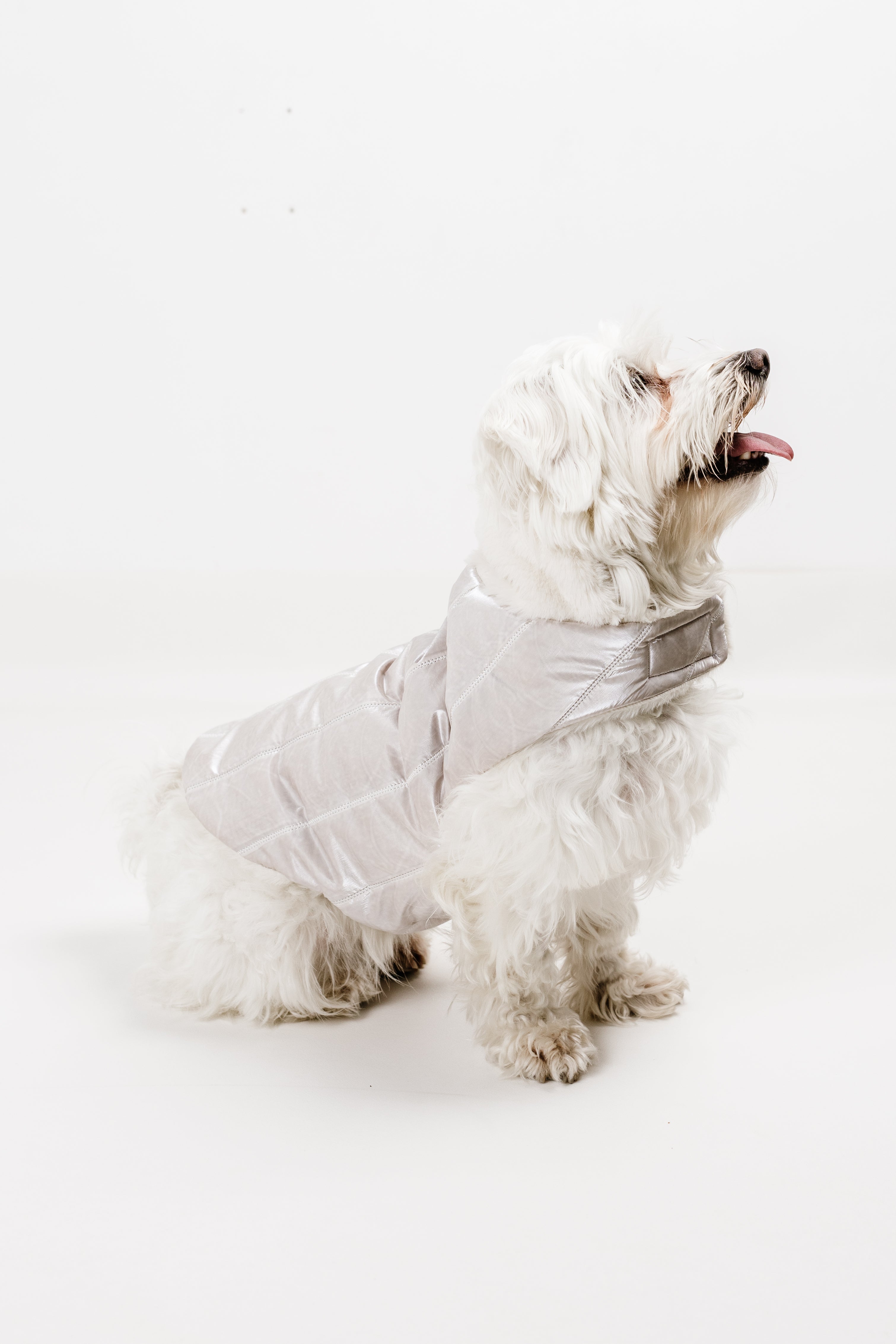 S - Monché bundica za kužka