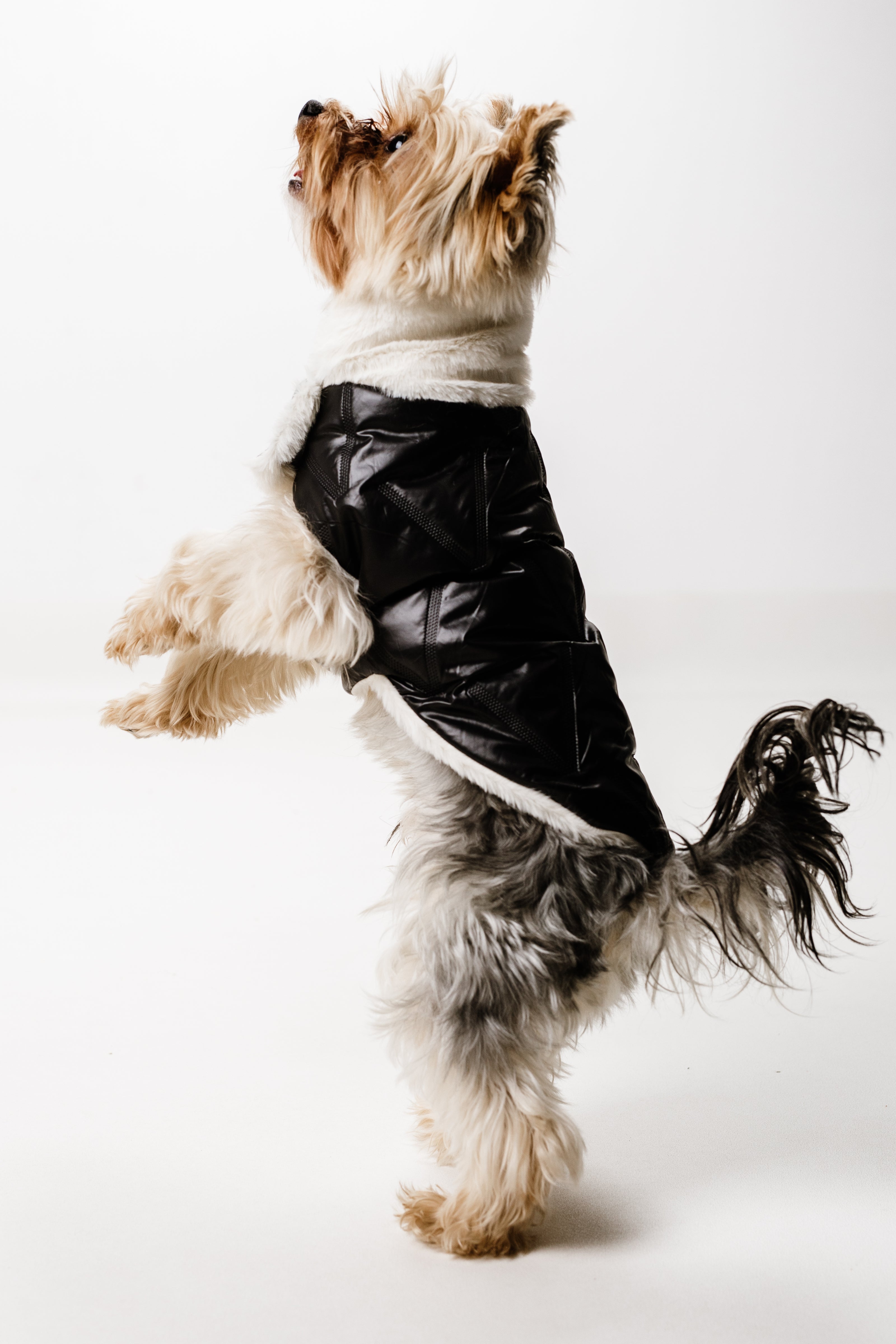 XS - Monché bundica za kužka