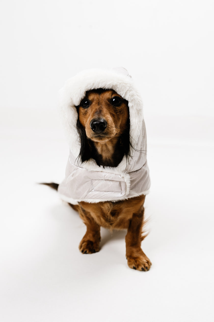 M - Monché bundica za kužka