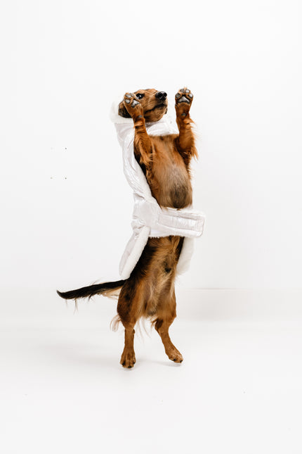 M - Monché bundica za kužka