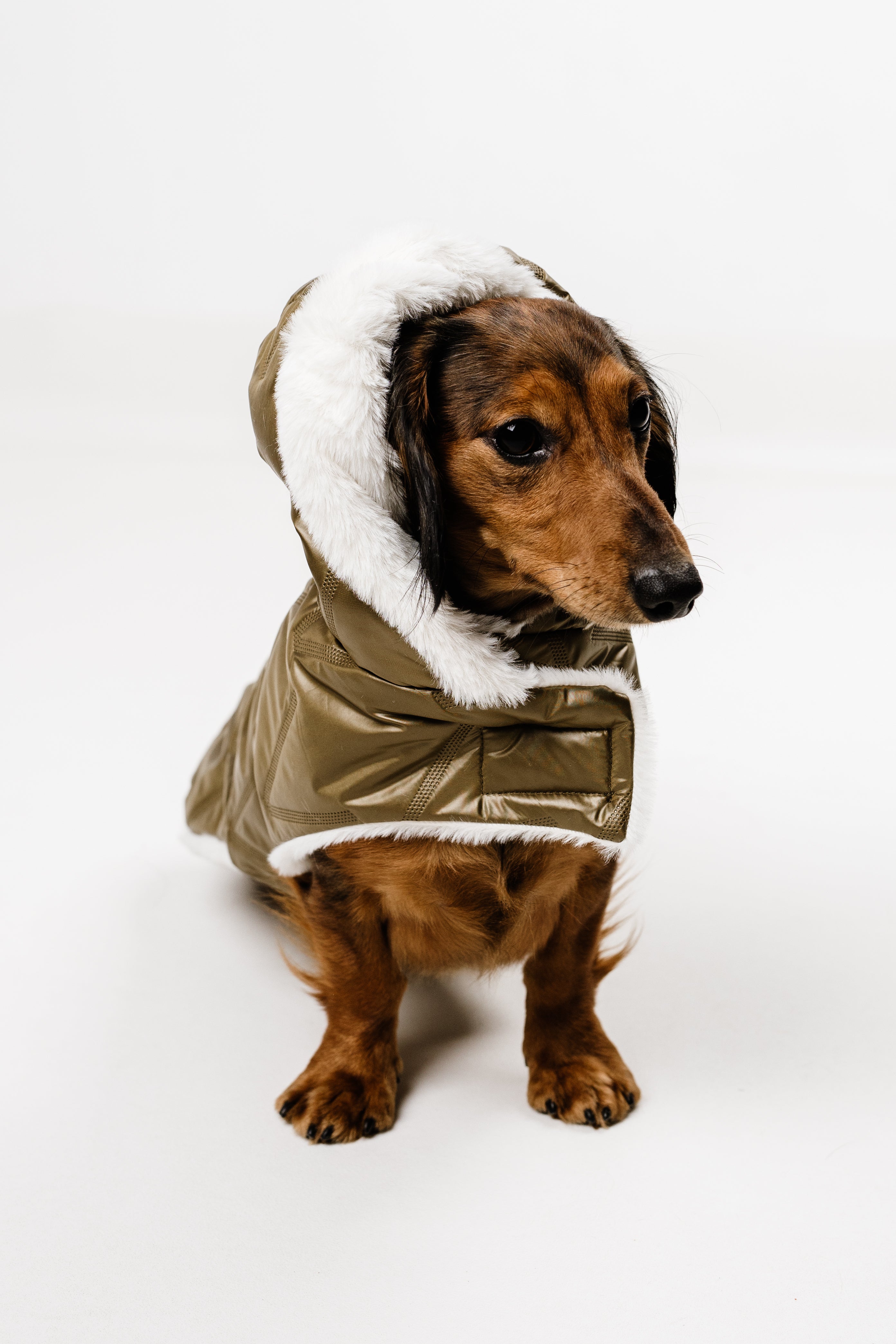 M - Monché bundica za kužka