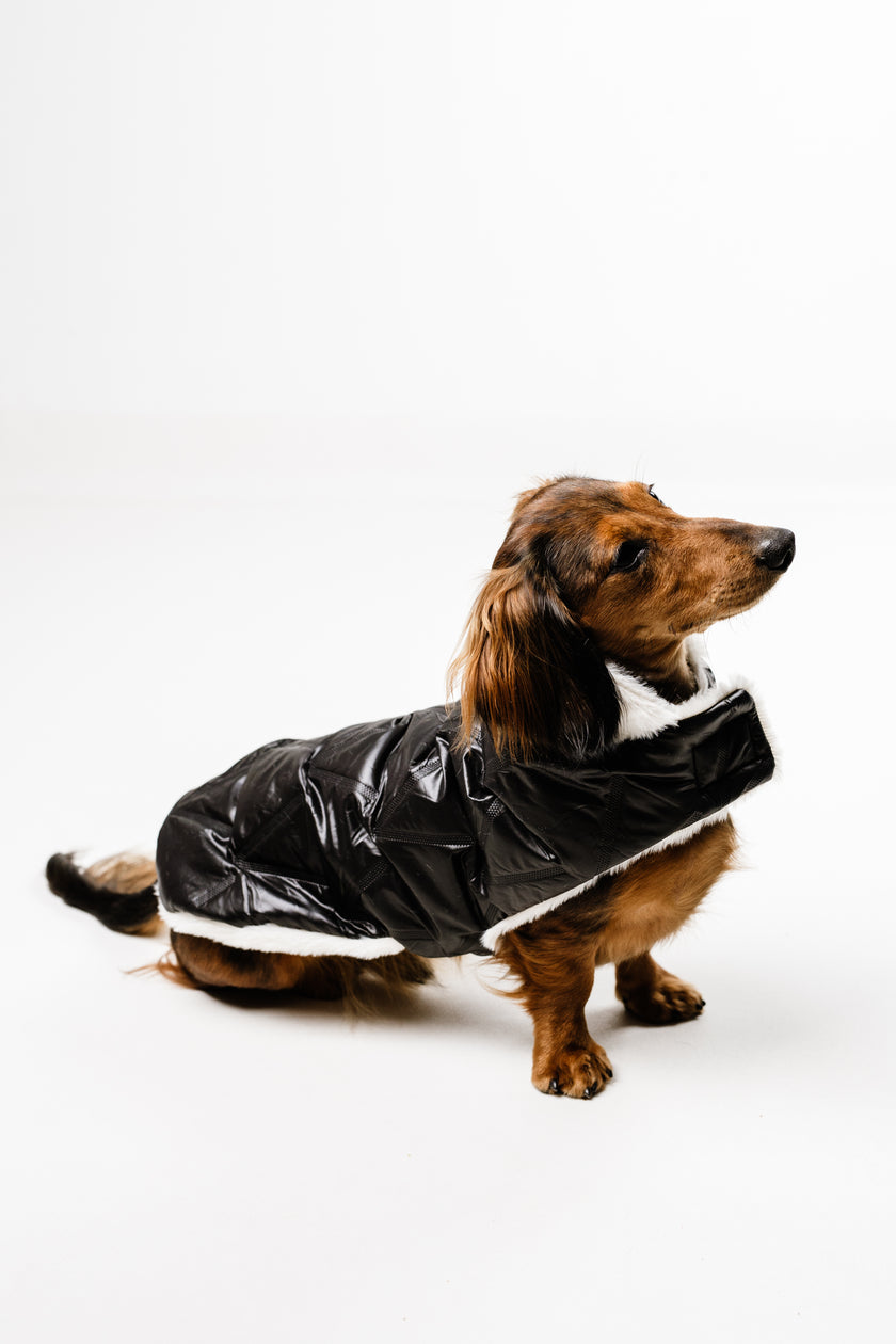 M - Monché bundica za kužka