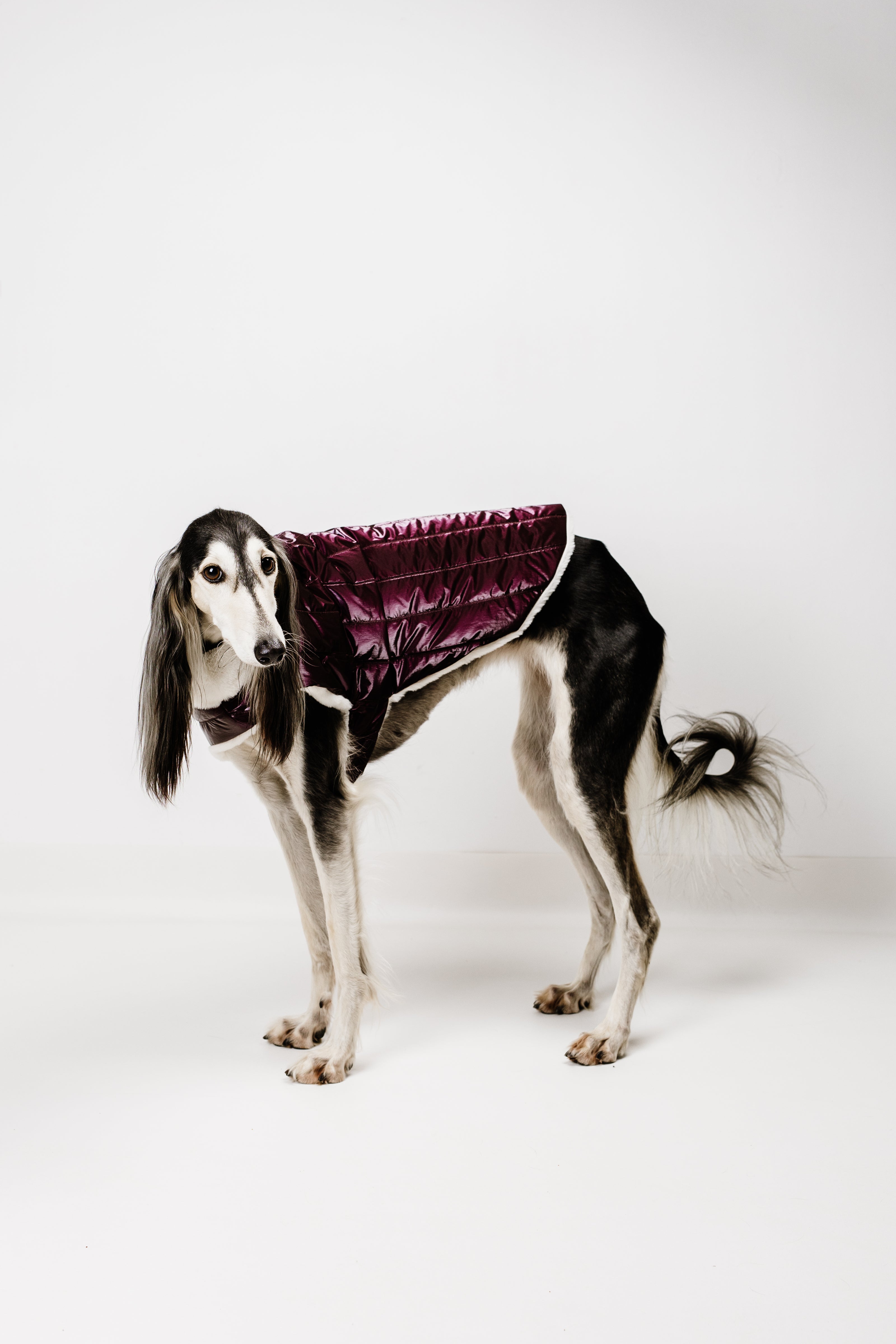 L - Monché bundica za kužka