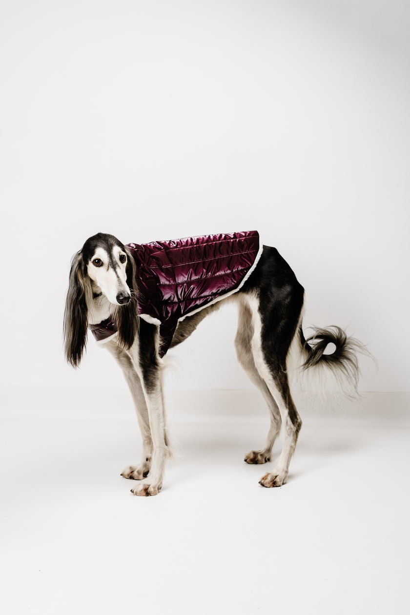 L - Monché bundica za kužka