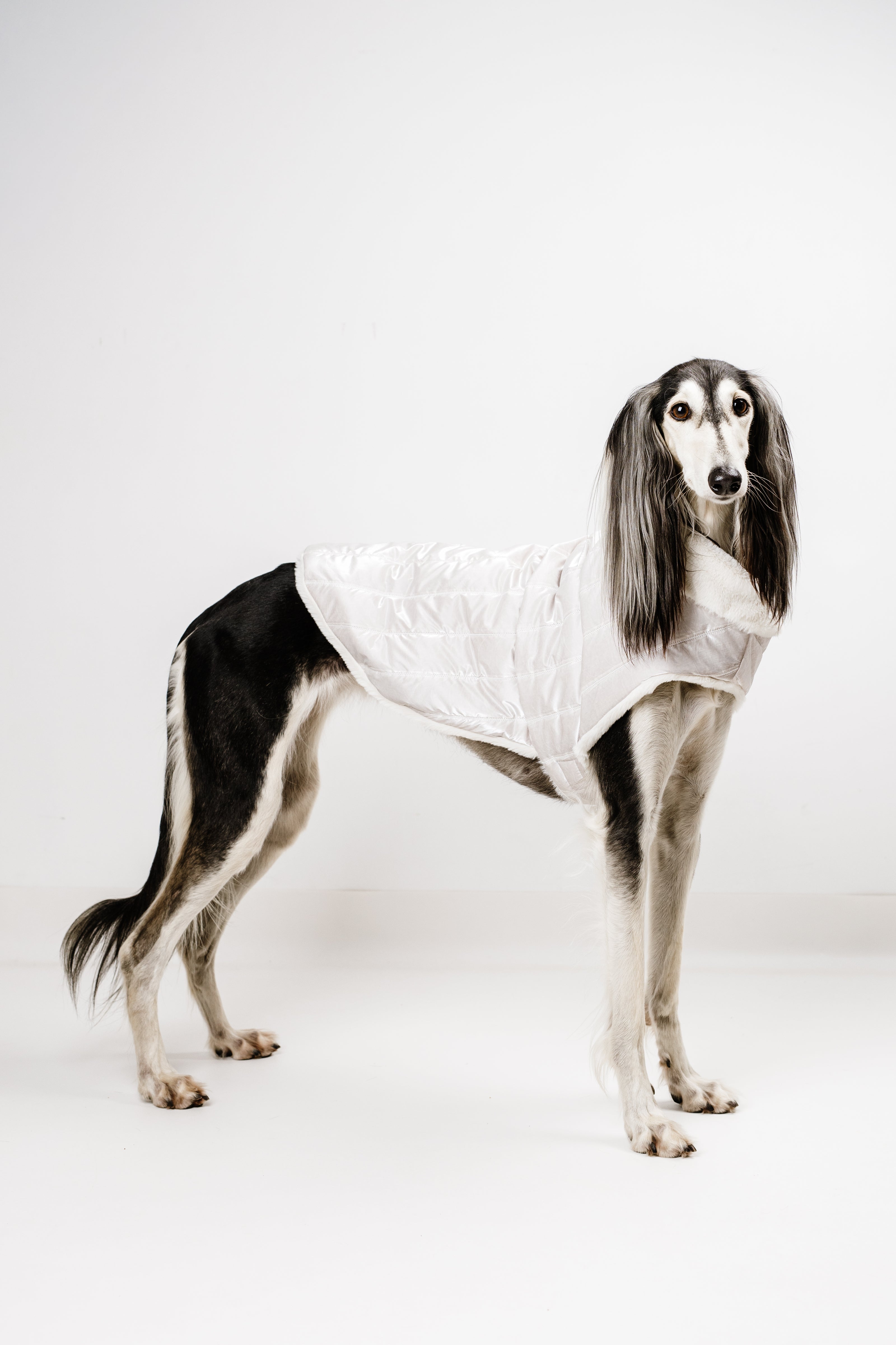 L - Monché bundica za kužka